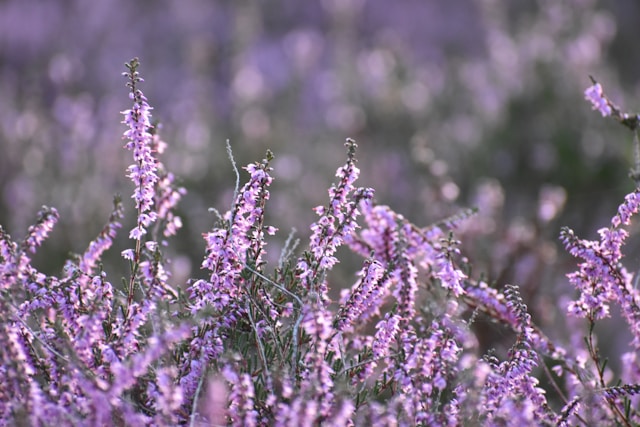 levandule